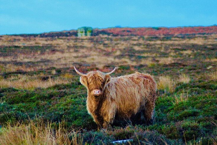 White Edge, With A Beautiful Highland Cow